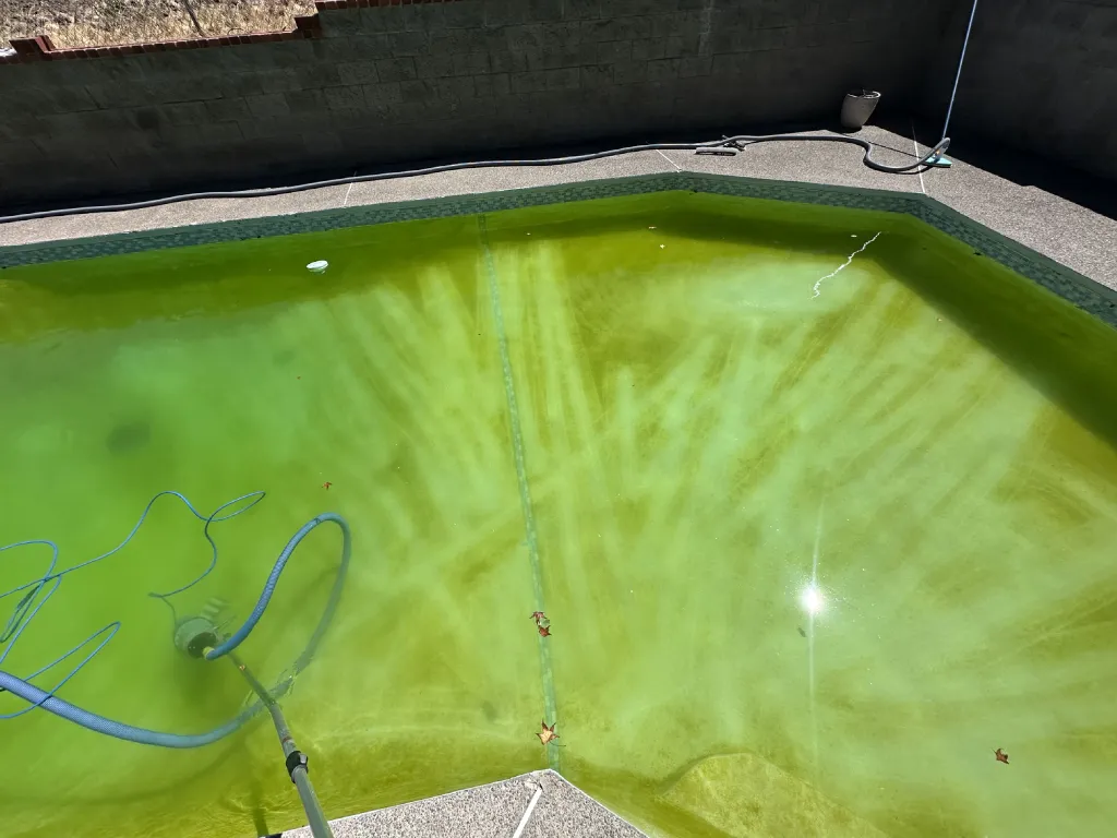 Pool cleaning in progress with green water being treated